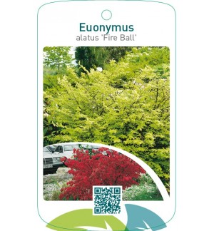 Euonymus alatus ‘Fire Ball’