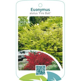 Euonymus alatus ‘Fire Ball’