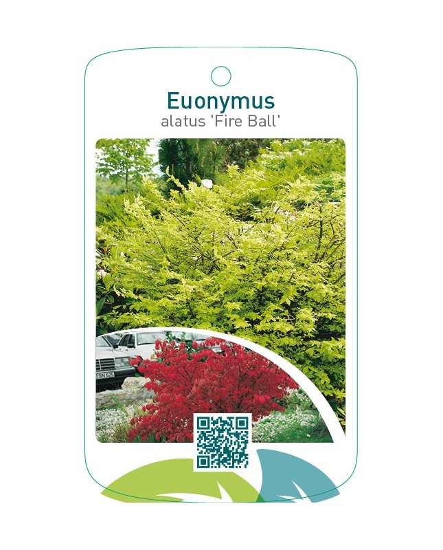 Euonymus alatus ‘Fire Ball’