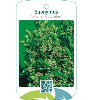 Euonymus fortunei ‘Coloratus’
