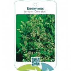 Euonymus fortunei ‘Coloratus’