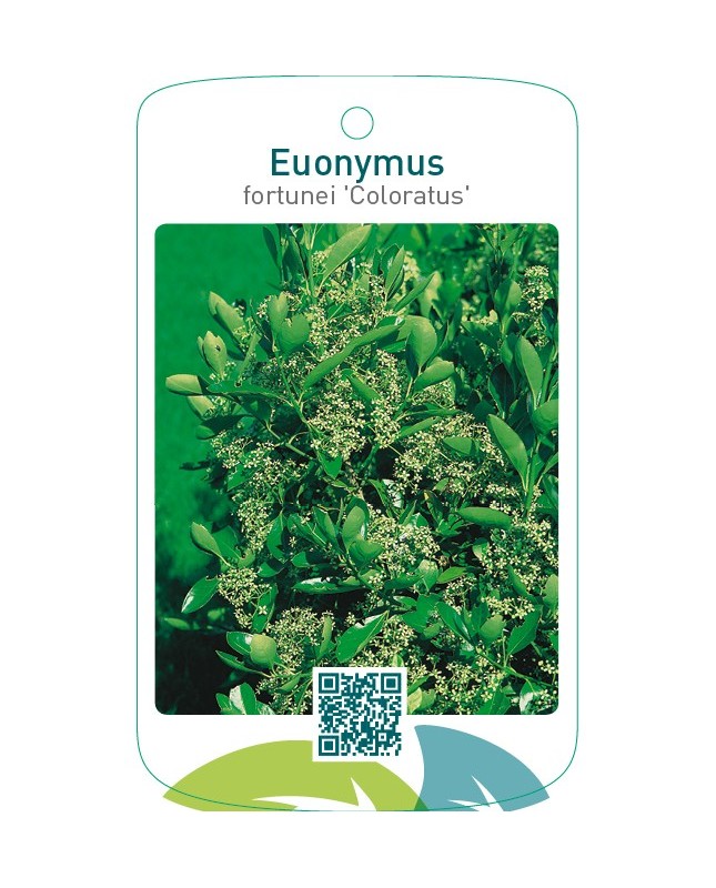 Euonymus fortunei ‘Coloratus’
