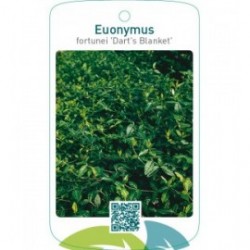 Euonymus fortunei ‘Darts Blanket’
