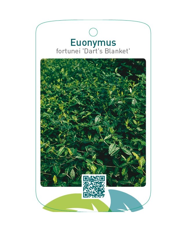 Euonymus fortunei ‘Darts Blanket’
