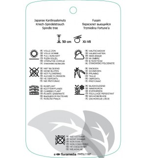 Etichette di Euonymus fortunei ‘Darts Blanket’ *