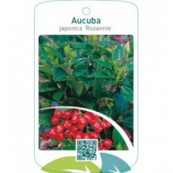 Aucuba japonica ‘Rozannie’
