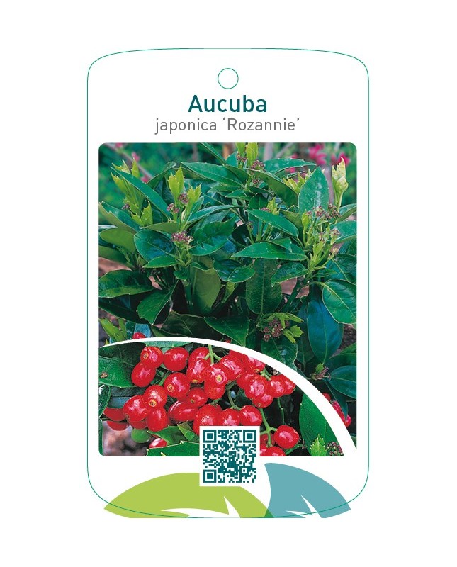 Aucuba japonica ‘Rozannie’