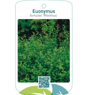 Euonymus fortunei ‘Minimus’