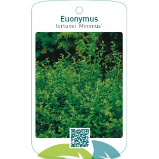 Euonymus fortunei ‘Minimus’