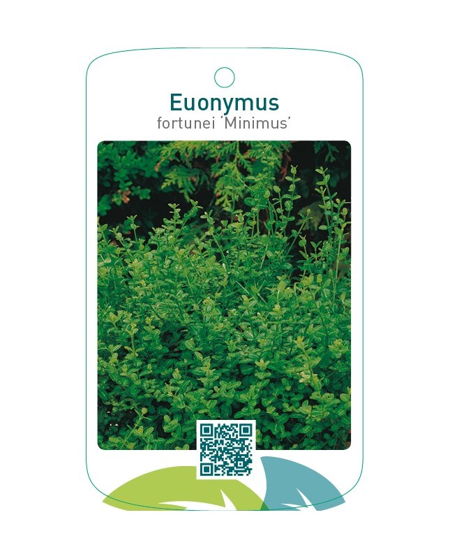 Euonymus fortunei ‘Minimus’