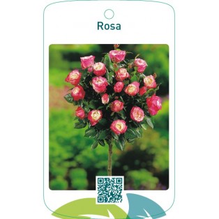 Rosa stam wit/rood
