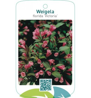 Weigela florida ‘Victoria’