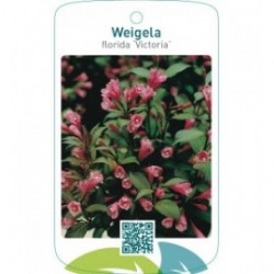 Weigela florida ‘Victoria’