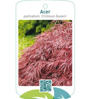 Acer palmatum ‘Crimson Queen’