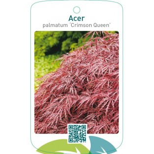 Acer palmatum ‘Crimson Queen’