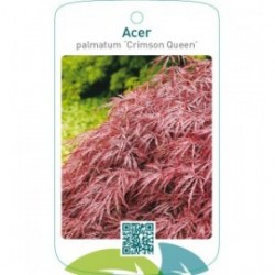 Acer palmatum ‘Crimson Queen’