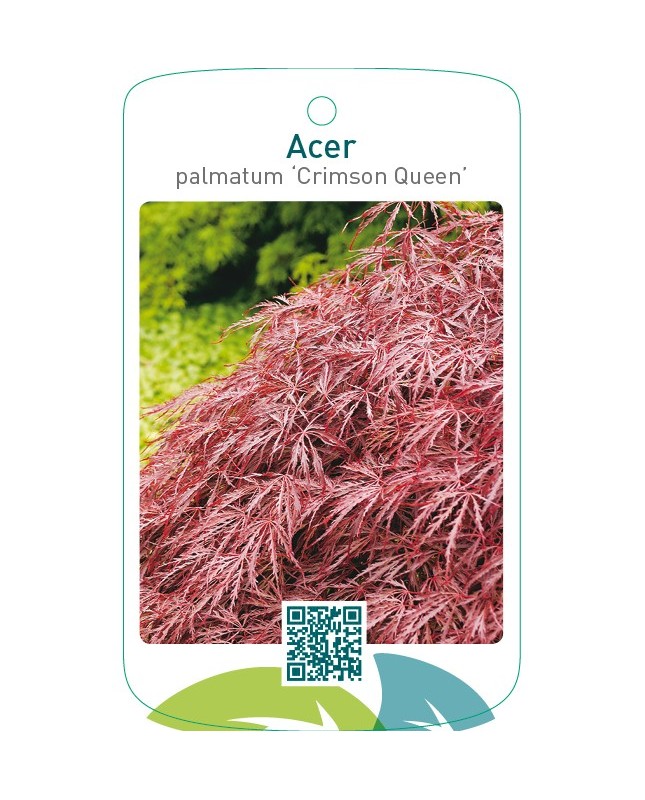 Acer palmatum ‘Crimson Queen’