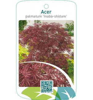 Acer palmatum ‘Inaba-shidare’