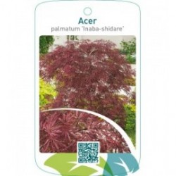 Acer palmatum ‘Inaba-shidare’