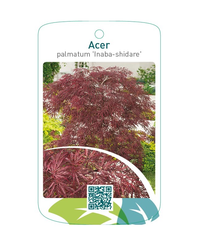 Acer palmatum ‘Inaba-shidare’