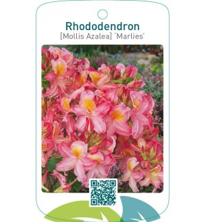 Rhododendron [Mollis Azalea] ‘Marlies’