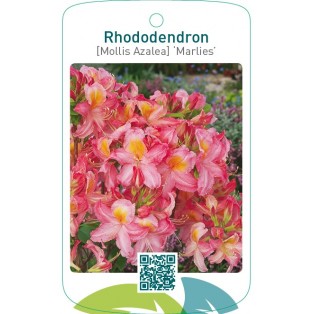 Rhododendron [Mollis Azalea] ‘Marlies’