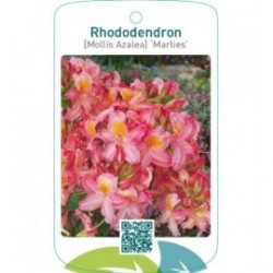 Rhododendron [Mollis Azalea] ‘Marlies’