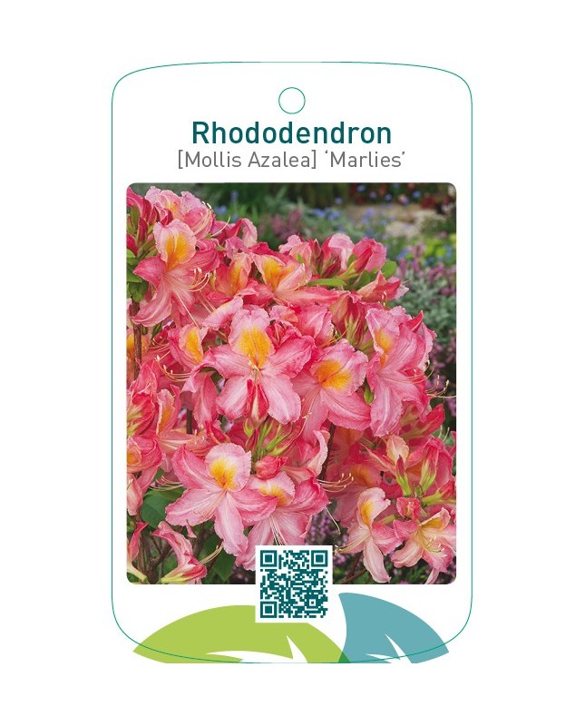 Rhododendron [Mollis Azalea] ‘Marlies’