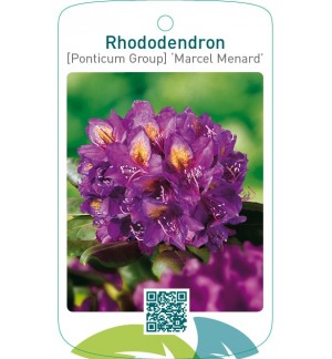 Rhododendron [Ponticum Group] ‘Marcel Menard’