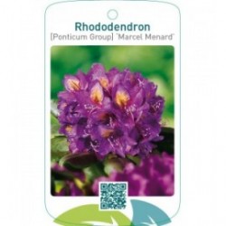 Rhododendron [Ponticum Group] ‘Marcel Menard’