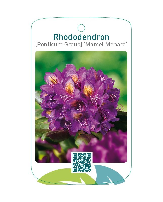 Rhododendron [Ponticum Group] ‘Marcel Menard’