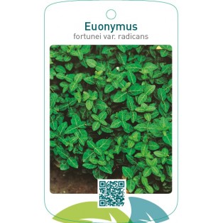 Euonymus fortunei var. ‘Radicans’