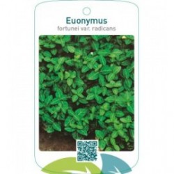Euonymus fortunei var. ‘Radicans’