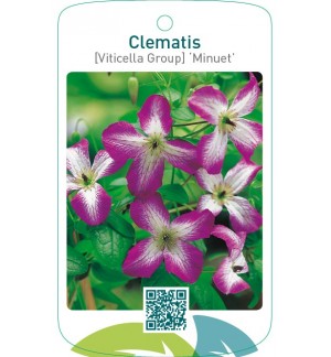 Clematis [Viticella Group] ‘Minuet’