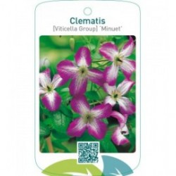 Clematis [Viticella Group] ‘Minuet’