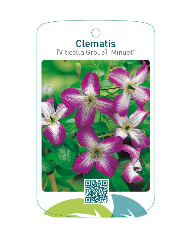 Clematis [Viticella Group] ‘Minuet’