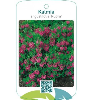 Kalmia angustifolia ‘Rubra’