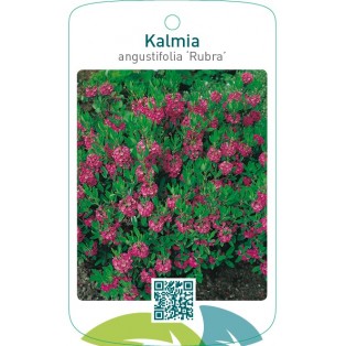 Kalmia angustifolia ‘Rubra’