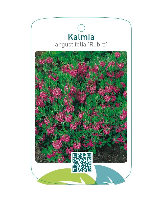 Kalmia angustifolia ‘Rubra’