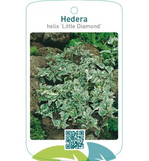 Hedera helix ‘Little Diamond’