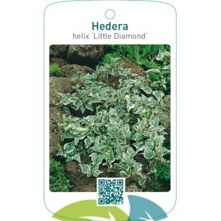Hedera helix ‘Little Diamond’