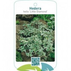 Hedera helix ‘Little Diamond’