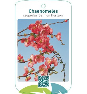 Chaenomeles xsuperba ‘Salmon Horizon’