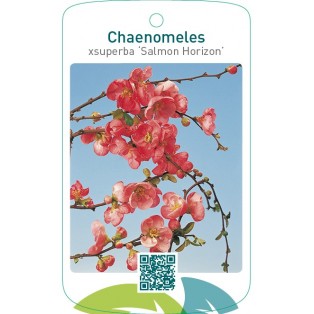 Chaenomeles xsuperba ‘Salmon Horizon’