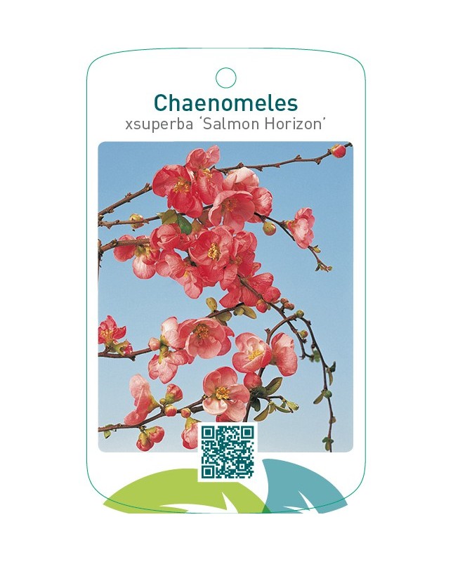 Chaenomeles xsuperba ‘Salmon Horizon’