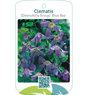 Clematis [Diversifolia Group] ‘Blue Boy’