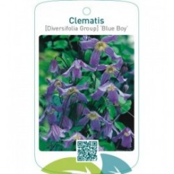 Clematis [Diversifolia Group] ‘Blue Boy’