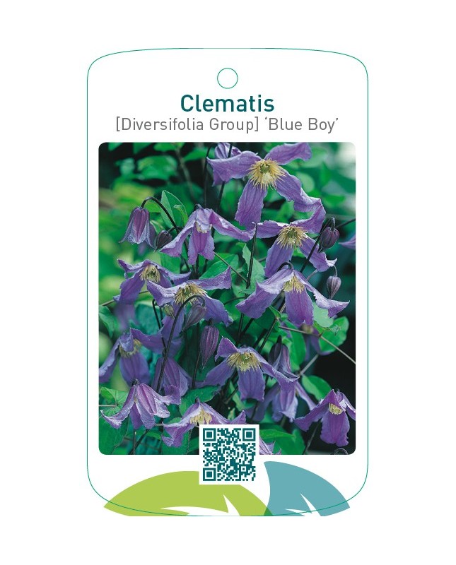Clematis [Diversifolia Group] ‘Blue Boy’
