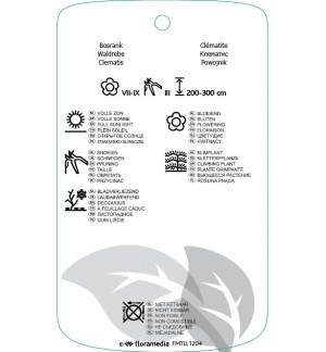 Etichette di Clematis [Diversifolia Group] ‘Blue Boy’ *