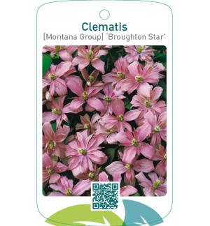 Clematis [Montana Group] ‘Broughton Star’